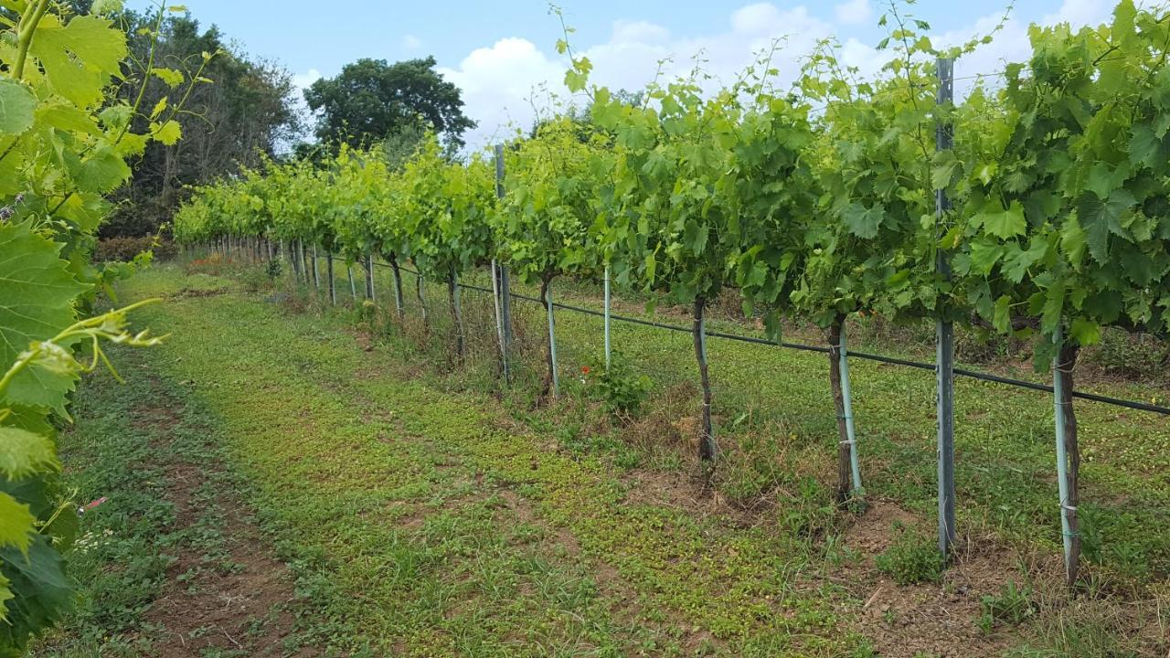 Azienda Agricola Sinisi تشيرفيتيري المظهر الخارجي الصورة