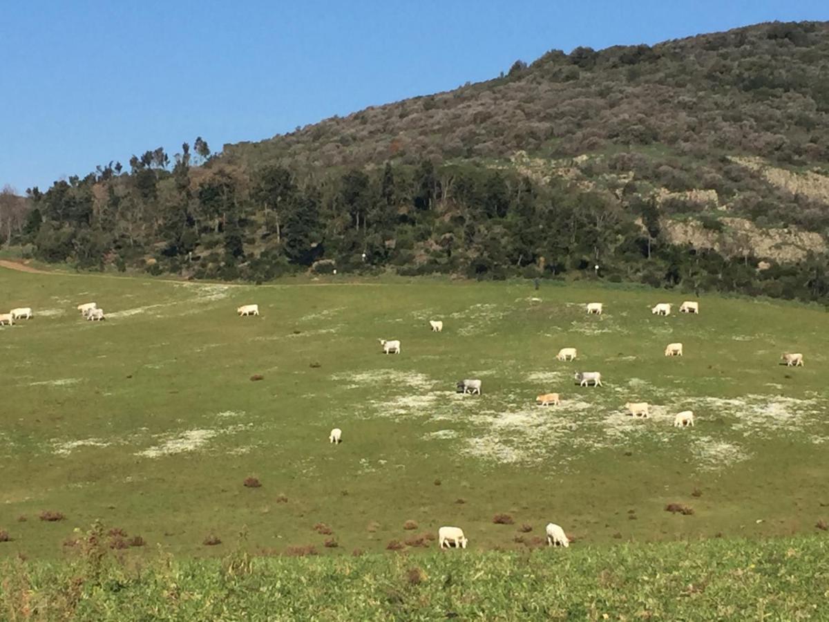 Azienda Agricola Sinisi تشيرفيتيري المظهر الخارجي الصورة