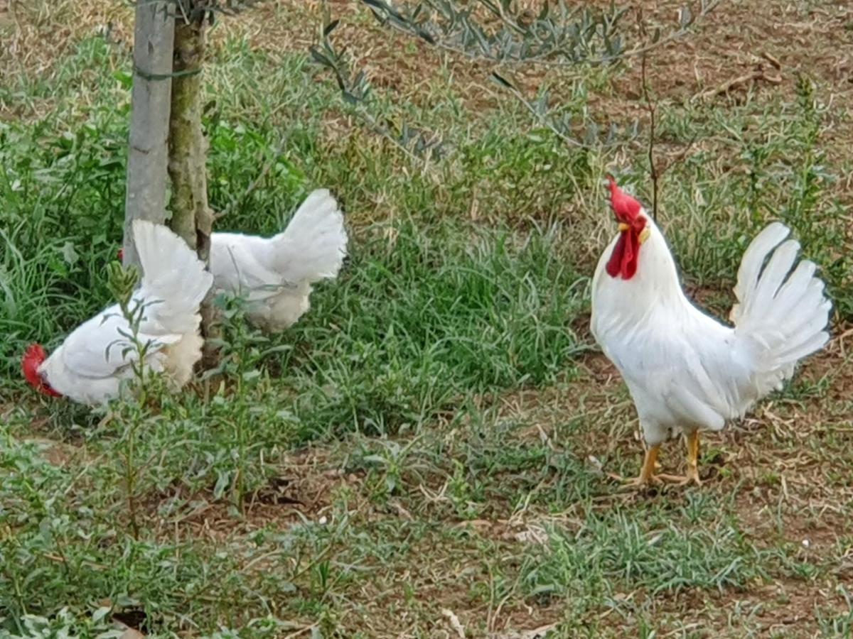 Azienda Agricola Sinisi تشيرفيتيري المظهر الخارجي الصورة