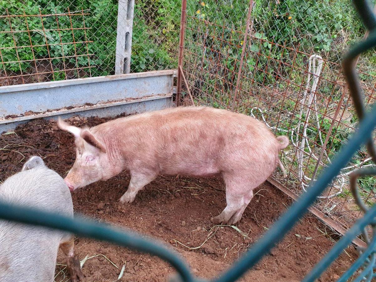 Azienda Agricola Sinisi تشيرفيتيري المظهر الخارجي الصورة